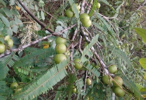树瓜可以吃吗 百度网盘,食用安全与营养价值揭秘