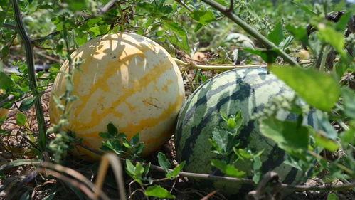 大陆网友去台湾吃瓜,揭秘宝岛美食与文化