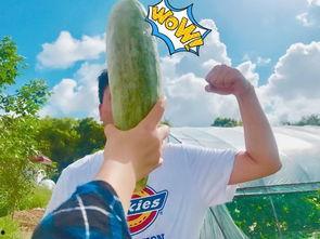 吃瓜跳舞网红是谁啊,吃瓜跳舞网红是谁？探寻网络红人的魅力与影响力