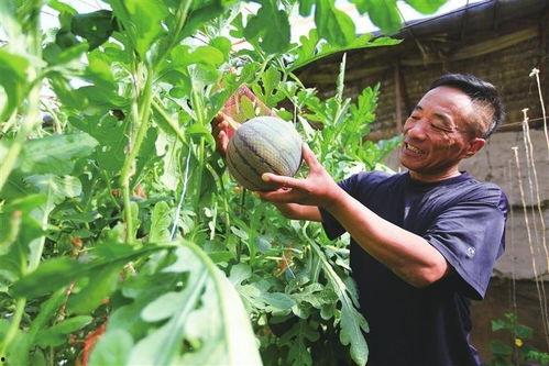 网红星野吃瓜,揭秘网红圈幕后故事