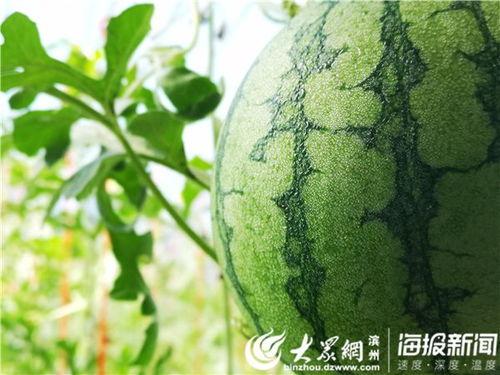 吃瓜51网,热门话题背后的真相与趣味