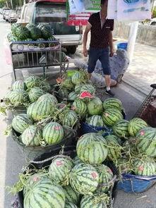 石狮网红吃瓜事件,揭秘网络舆论的风暴与真相