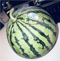 炸裂网红吃瓜,揭秘娱乐圈幕后真相