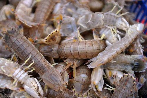 皮皮虾吃瓜网最新爆料,娱乐圈最新猛料大揭秘!