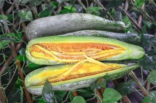 网红同款吃瓜图片高清,高清揭秘网络红人幕后生活