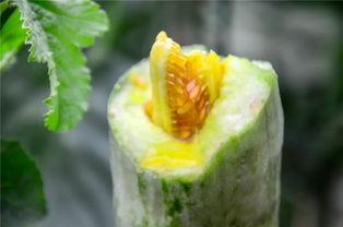 网红同款吃瓜图片高清,高清揭秘网络红人幕后生活