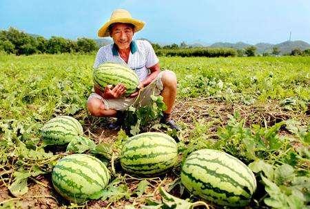 网红吃瓜长征路,揭秘娱乐圈幕后真相