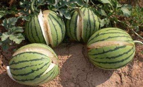 缅甸网红吃瓜事件真相,真相与背后的网络舆论风云