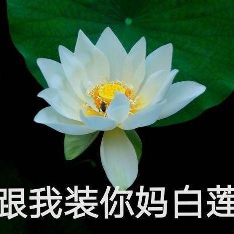 正能量网红吃瓜图片头像,网红吃瓜头像背后的故事与启示”