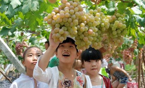 网红吃葡萄瓜视频在线观看