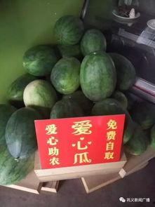 个专门吃瓜的网,揭秘网络吃瓜群众的狂欢盛宴